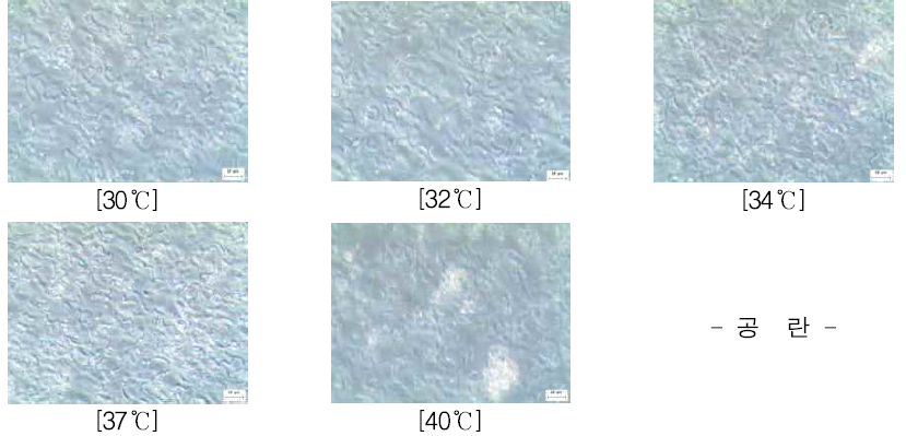 배양온도에 의한 24시간의 현미경 사진