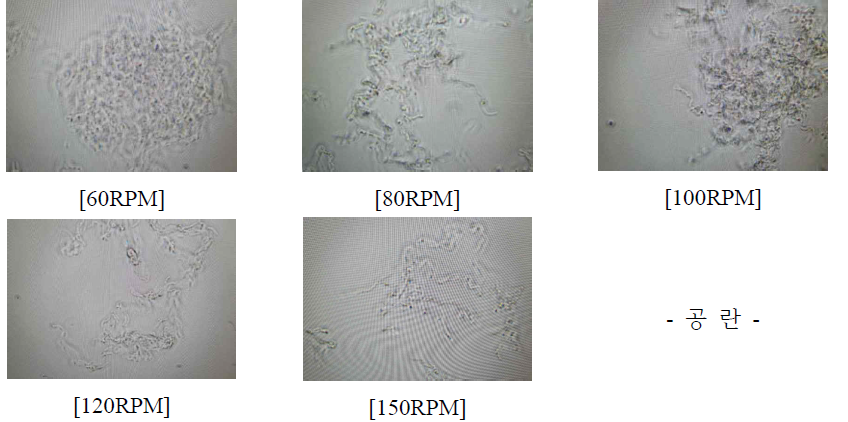 실험종료 후 교반속도 별 현미경 관찰(0.4vvm)