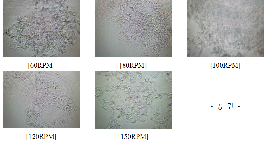 실험종료 후 교반속도 별 현미경 관찰(0.3vvm)