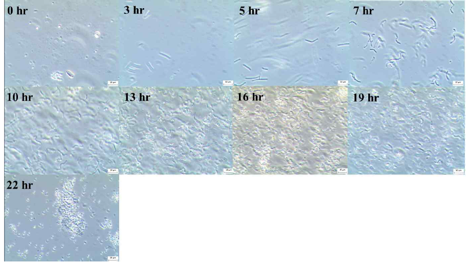 시간 별 생균 밀도 및 포자 형성