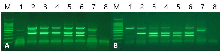 PCR 수행조건에 따른 증폭양상 비교