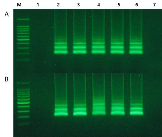 Biocube를 활용한 EuLCV LAMP 테스트 비교. A: DNA, B: Biocube 사용