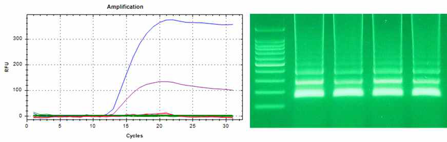 형광염색약 희석에 따른 Realtime PCR 감도 비교. 2X~16X까지 희석