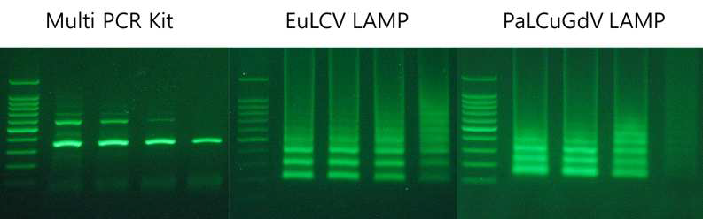 다중진단 키트와 EuLCV, PaLCuGdV LAMP 진단 키트의 검출감도 비교