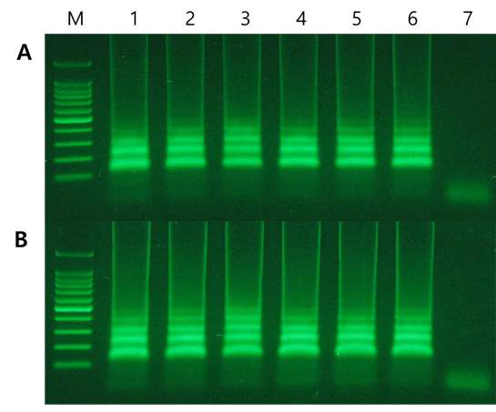 PaLCuGdV LF/LB를 첨가한 6번조합의 증폭 양상 비교. A: DNA, B: Biocube(LC법)