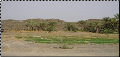 UAE 북부지역 관개농업 전경
