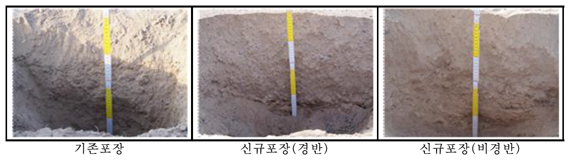 사막 벼 재배 시험 전 포장 토양단면