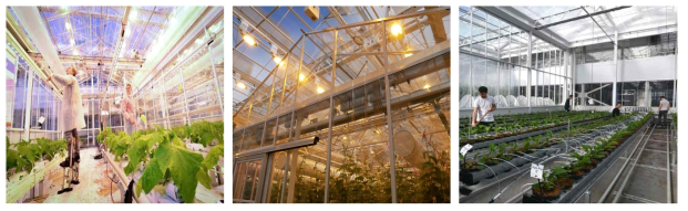 첨단디지털하우스 내에 설치할 테스트베드와 유사한 네덜란드의 온실 내의 실증 온실 모습과 작물 재배 시험광경