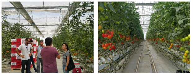 중앙아시아 지역은 비닐하우스 시설면적 확대를 정부에서 정책적으로 추진함. 투르크 메니스탄에 설치된 스마트 온실에서 토마토 재배 모습