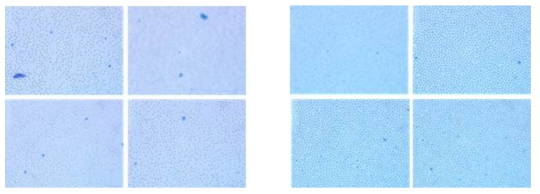 Methylene Blue 염색 테스트 결과 (왼쪽 50um, 오른쪽 100um)