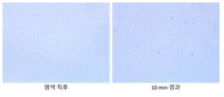 PBS(1x) : Leishman : Methylene Blue = 1 : 3 : 2 : 4