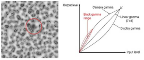 Gamma 값이 높을때 백혈구가 희미해지는 현상과 카메라의 Gamma 값 정의