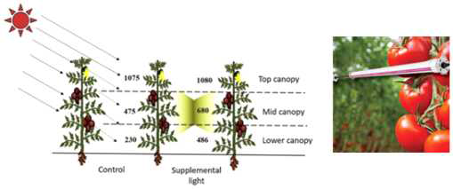 토마토의 균일한 고 생장을 위한 inter lighting의 필요성