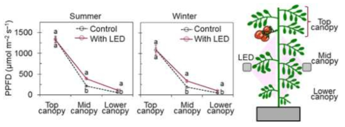 캐노피 높이에 따른 수광량 변화 및 inter lighting 적용(예)