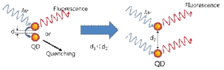 QD의 FRET효과 최소화 기술 모식도