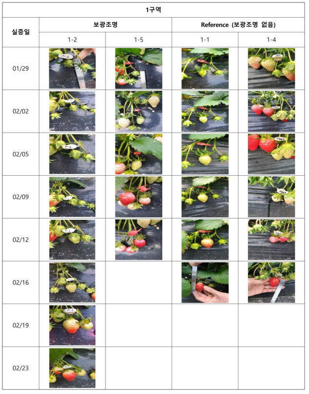 전주 딸기 1구역 주기별 열매 크기