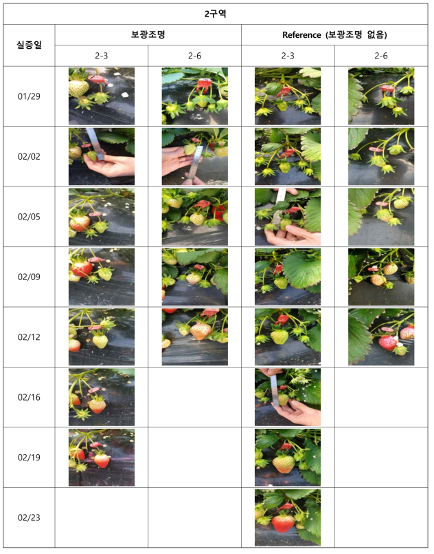 전주 딸기 2구역 주기별 열매 크기