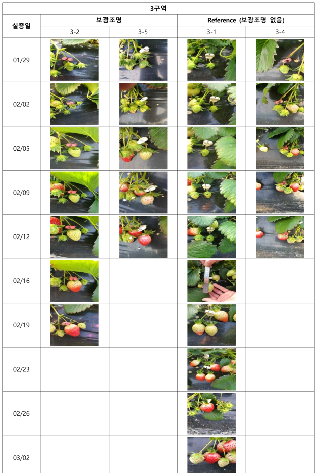 전주 딸기 3구역 주기별 열매 크기