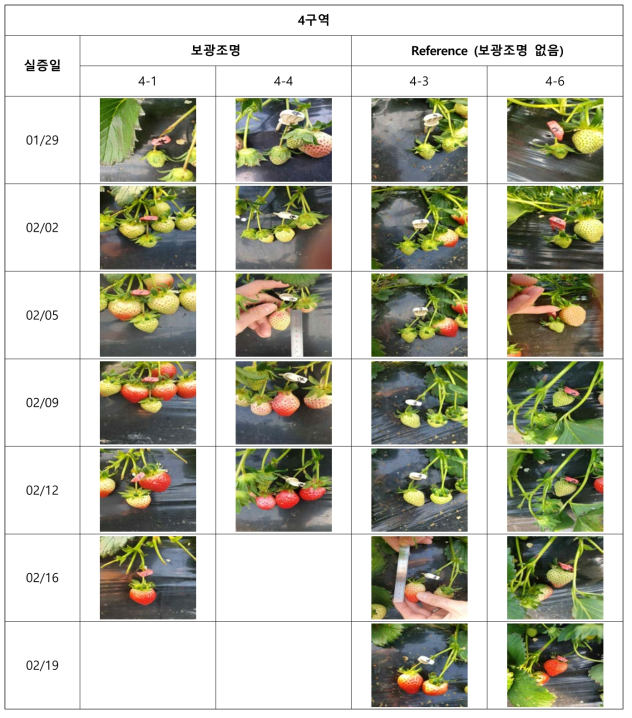 전주 딸기 4구역 주기별 열매 크기