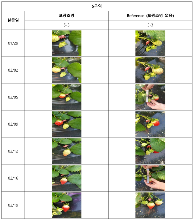 전주 딸기 5구역 주기별 열매 크기