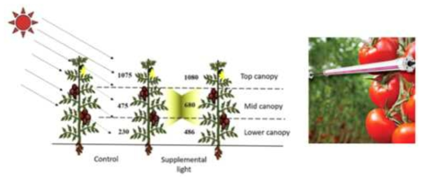 토마토의 균일한 고 생장을 위한 inter lighting의 필요성