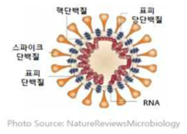 코로나바이러스 구조