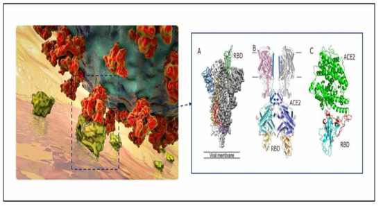 Crystal structure of the SARS-CoV-2 RBD and the peptidase domain of ACE2