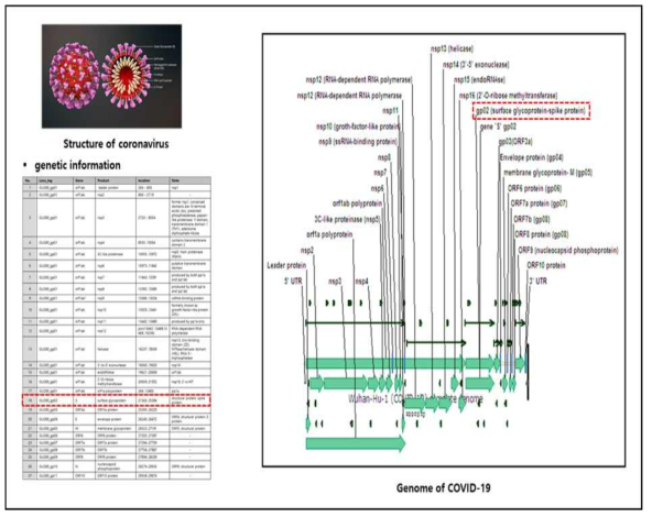 SARS-CoV-2의 genome에 대한 information 및 map