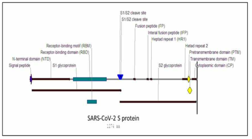 SARS-CoV-2의 S protein에 대한 map