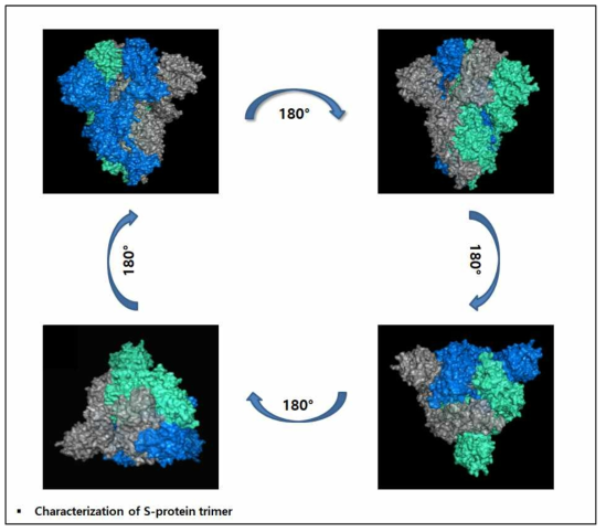 SARS-CoV-2의 S protein 단백질 3차원 구조