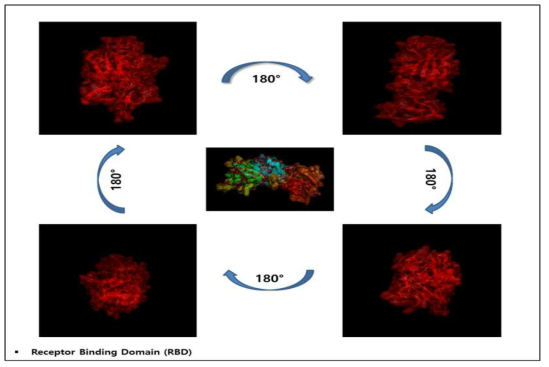 선정된 SARS-CoV-2의 S protein에서 RBD 단백질 3차원 구조