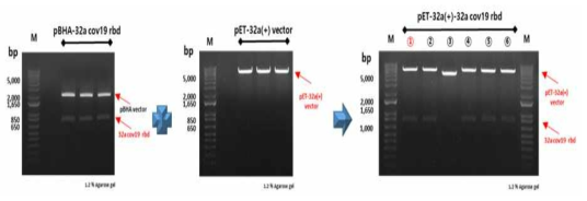 agarose gel electrophoresis 이용하여 gene cloning 및 insert 확인