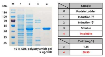 SDS-PAGE를 이용하여 Ag expression 확인