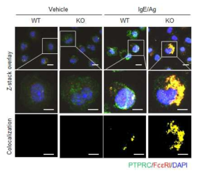 Fceri와 PTPRC colocalization