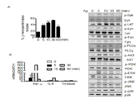 Mast cell 탈과립화 확인