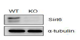 Sirt6의 발현 양상 확인