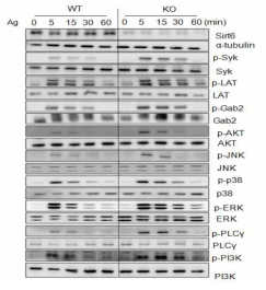 FcεRI-medicated signaling pathway