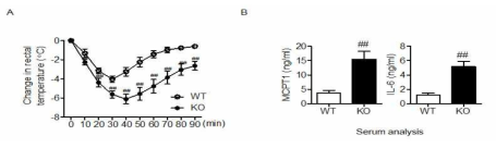 WT과 KO의 Passive systemic anaphylaxis 변화 확인