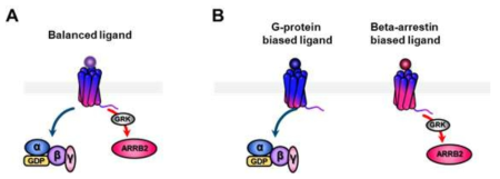Balanced 리간드 (A) 와 편향적 리간드 (B) 에 의한 세포내 신호 전달
