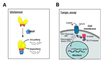 cAMP 어세이 (A) 와 Tango 어세이 (B) 방법의 원리