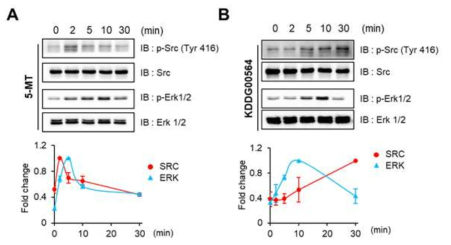balanced 리간드와 편향적 리간드에 의한 세포내 신호전달과정 중 시간에 따른 Src과 ERK의 활성화 정도