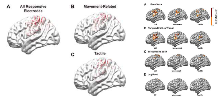 (좌)모든 감각 위치에 대한 운동 관련 체성감각과 촉감각 유발 대뇌 지도, (우)각 감각 유발 위치에 따른 운동 관련 체성감각과 촉감각에 대한 대뇌 지도