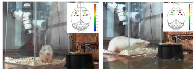 Rat이 실시간 BMI 시스템을 이용하여 물을 먹는 데 실패한 경우 (왼쪽)