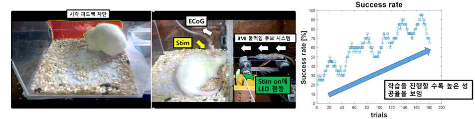 전기자극 피드백을 이용한 Rat 기반 실시간 ECoG BMI 시스템 환경 구축