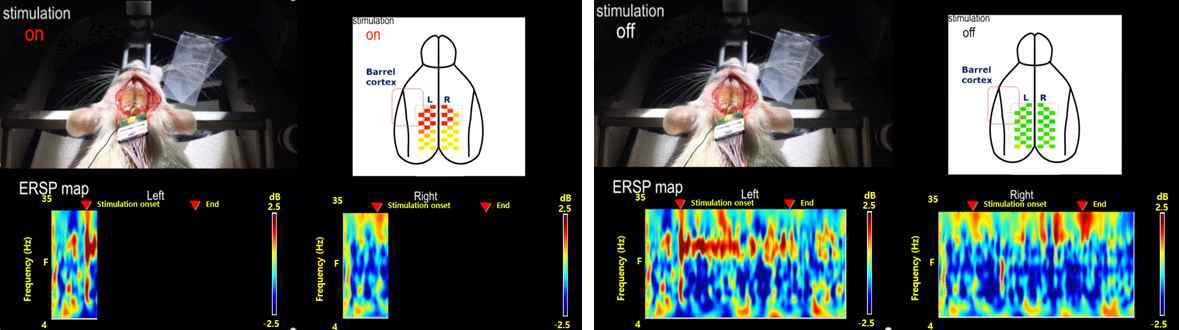 시스템 검증을 위한 ERP color plot 시스템. Whisker stimulation on 시(왼쪽), ERSP map에 자극에 대한 response가 발현되는 것을 확인할 수 있고, stimulation off 시(오른쪽), ERSP map에 자극에 대한 response가 사라지는 것을 확인할 수 있음