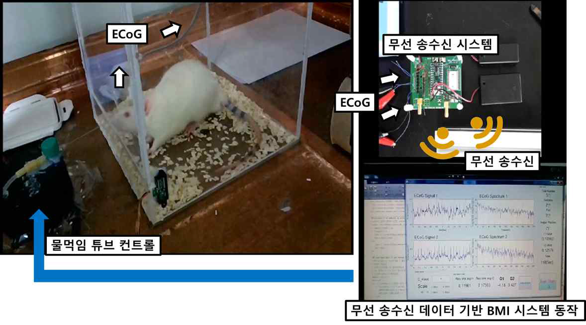 무선 송수신 시스템 기반 실시간 BMI 학습 프로토콜 수행 그림. 개발된 무선 송수신 시스템은 실험동물의 뇌피질뇌파를 실시간 기록하며 무선 송수신 모듈을 통해 분석 PC에서 물 먹임 튜브를 컨트롤 함