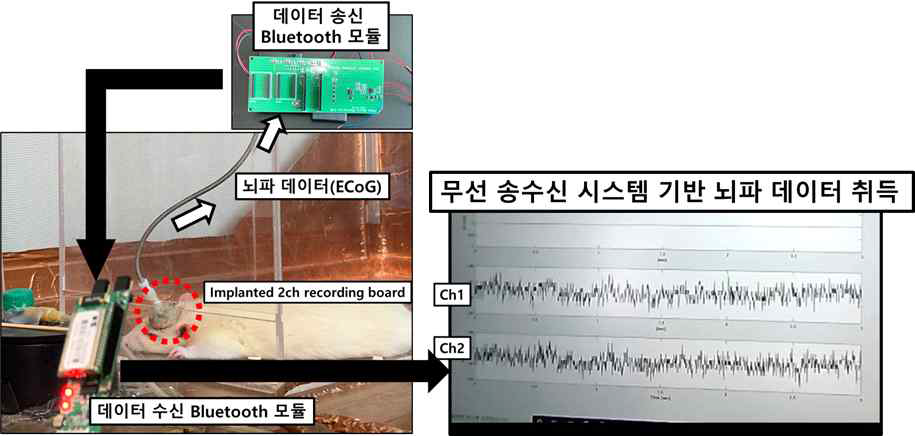 무선 송수신 시스템을 사용한 Rat 마취 상태에서의 뇌파 계측. (왼쪽) 수신된 뇌파 데이터는 매트랩을 사용하여 실시간 ECoG 신호를 확인하였음. (오른쪽)