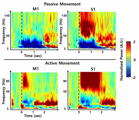 능동적/수동적 움직임 동안의 일차 운동/체성감각피질에서의 고주파 뇌반응 패턴 차이