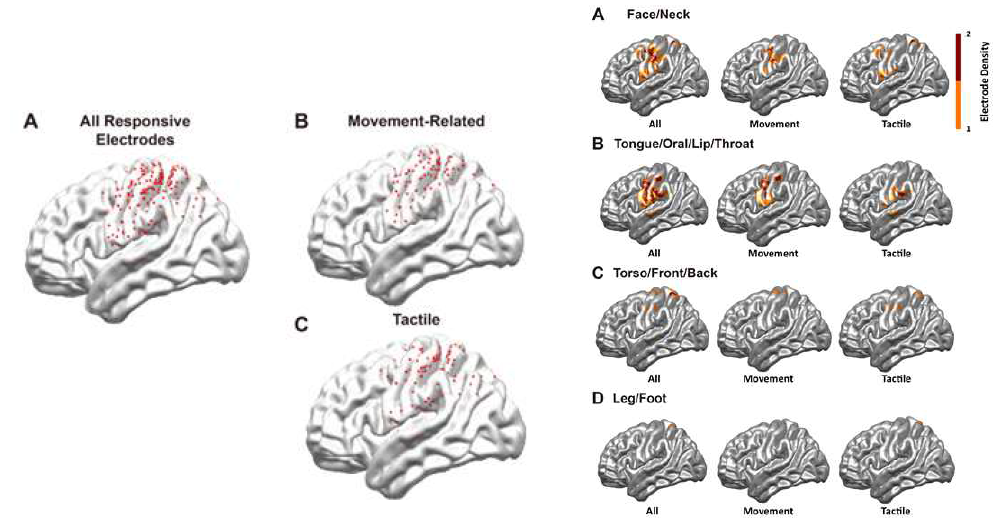 (좌)모든 감각 위치에 대한 운동 관련 체성감각과 촉감각 유발 대뇌 지도, (우)각 감각 유발 위치에 따른 운동 관련 체성감각과 촉감각에 대한 대뇌 지도