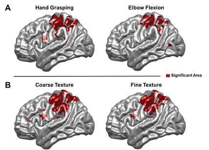 (A) 운동 관련 지각적 프로세스에 대한 뇌반응 지도. (B) 촉감각에 대한 뇌반응 지도